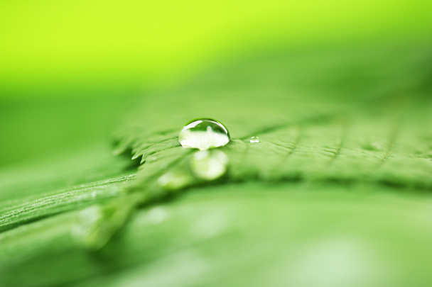 green leaf with drops - Foto, afbeelding