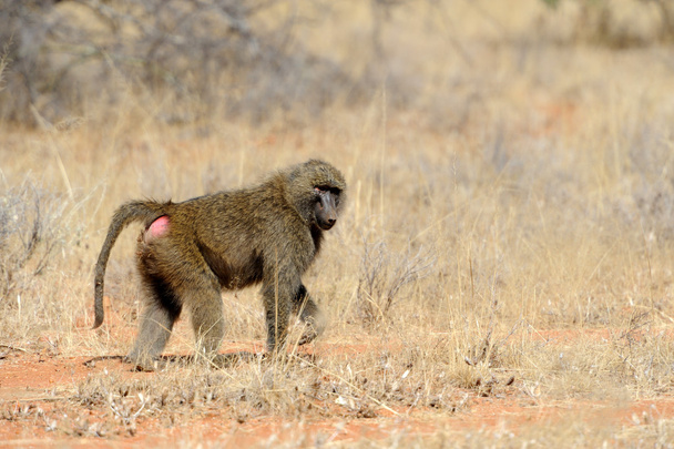 Olive baboon in Masai Mara National Park of Kenya - Photo, Image