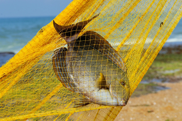 Fisch in einem Fischernetz - Foto, Bild