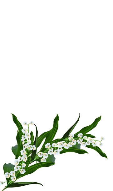 The branch of lilies of the valley flowers isolated on white bac - Photo, Image
