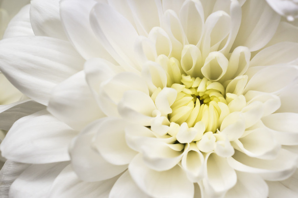 Beautiful white flower macro - Photo, Image