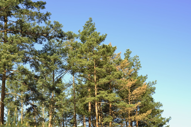 Pine forest - Фото, зображення
