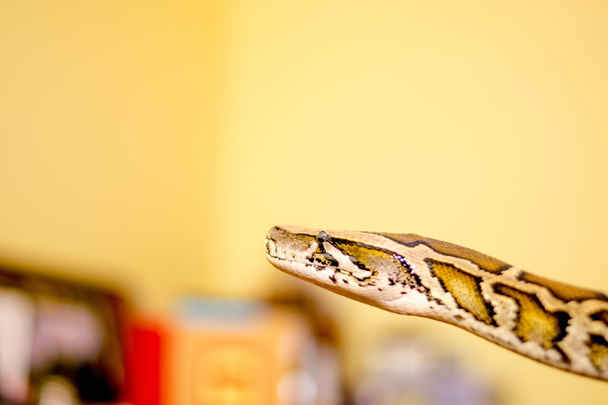 Close up of a snake - Photo, Image