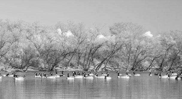 Gansos na lagoa
 - Foto, Imagem