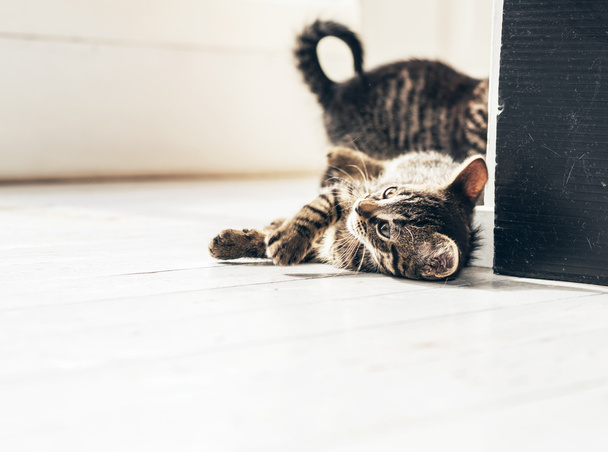 Gato curioso no chão
 - Foto, Imagem