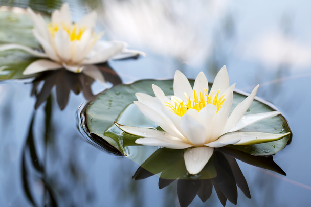 water lily op meer - Foto, afbeelding