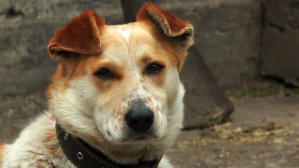 Wartender Hund, Kopf aus nächster Nähe - Filmmaterial, Video