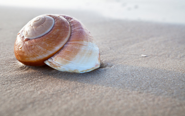 Seashell - Φωτογραφία, εικόνα