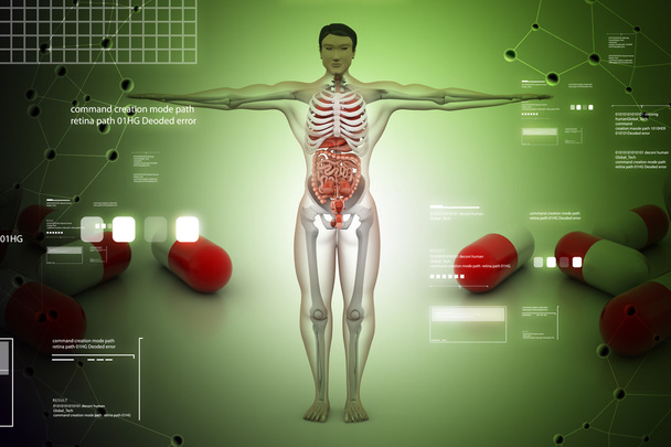 έννοια ανατομία του ανθρώπινου σώματος - Φωτογραφία, εικόνα