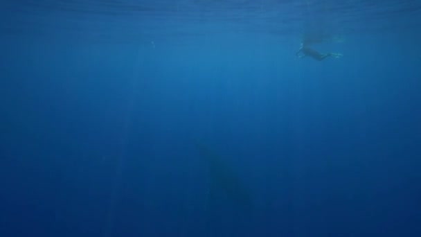 Kambur balinalar, Tahiti çevresinde, - Video, Çekim