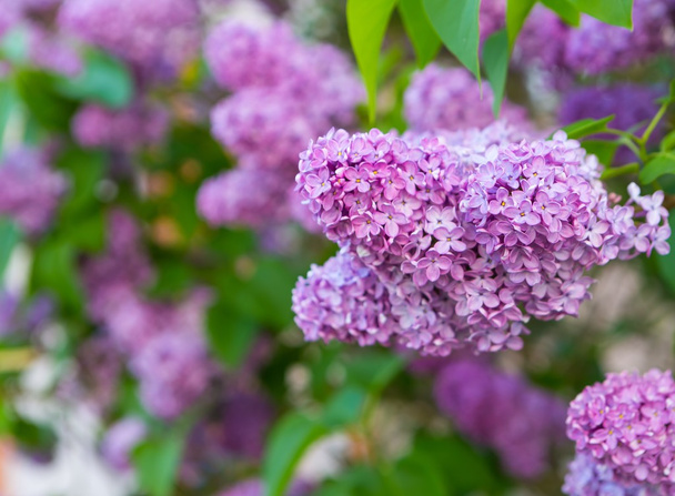 Flores de color lila florecientes - Foto, imagen