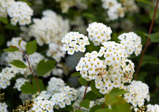fleurs blanches de spirée
 - Photo, image