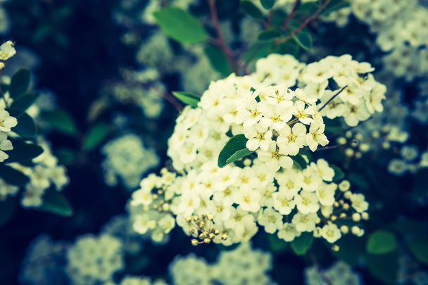 fehér virágai spirea - Fotó, kép