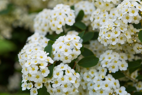 fleurs blanches de spirée
 - Photo, image