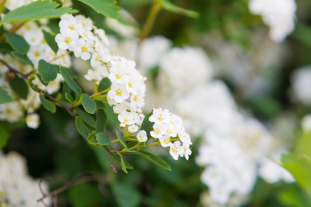 witte bloemen van spirea - Foto, afbeelding