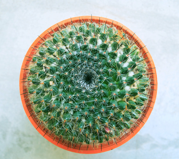 vista superior de la cabeza y la aguja de cactus en maceta de arcilla
 - Foto, imagen