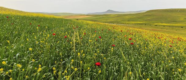 Campo Poppy. Montanhas Ismaillinskie. Azerbaijão
 - Foto, Imagem