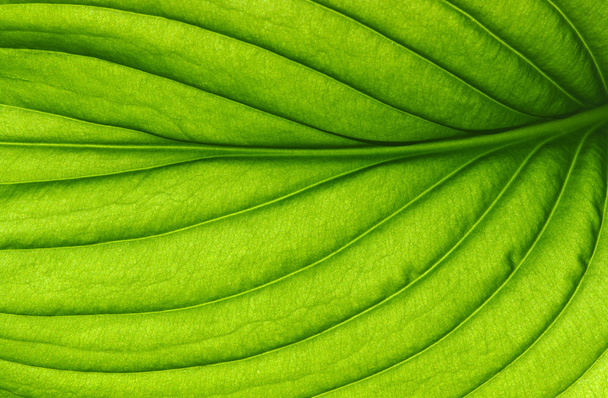  Textura foliar - Foto, Imagem