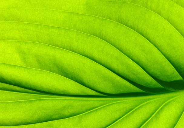  Texture delle foglie - Foto, immagini