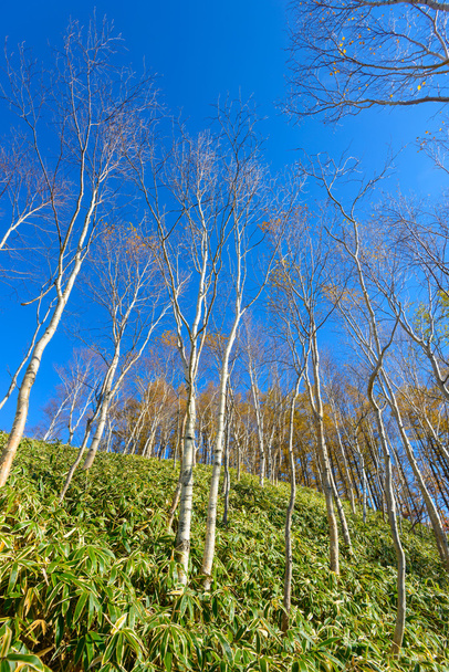 Φθινόπωρο στην Oku-Nikko - Φωτογραφία, εικόνα