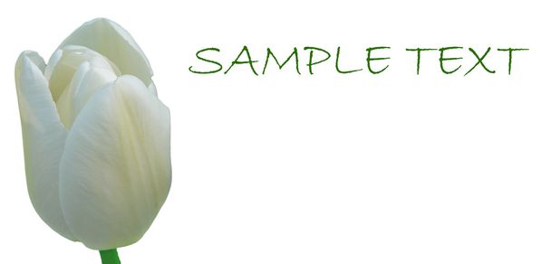 White tulip on card with space for your text. - Photo, Image