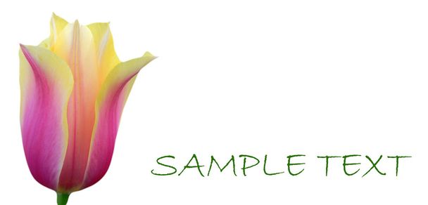 Pink and yellow tulip on card with space for your text. - Φωτογραφία, εικόνα