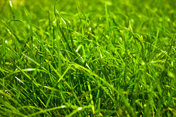 Vihreä ruoho - Valokuva, kuva