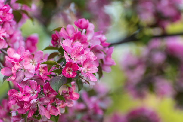 pink sakura flowers background - Fotografie, Obrázek
