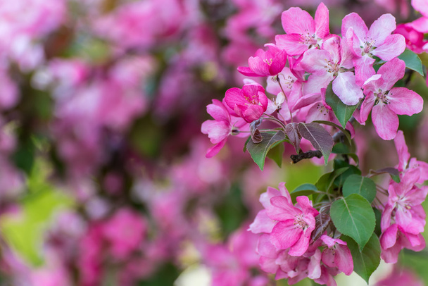 pink sakura flowers background - Foto, afbeelding