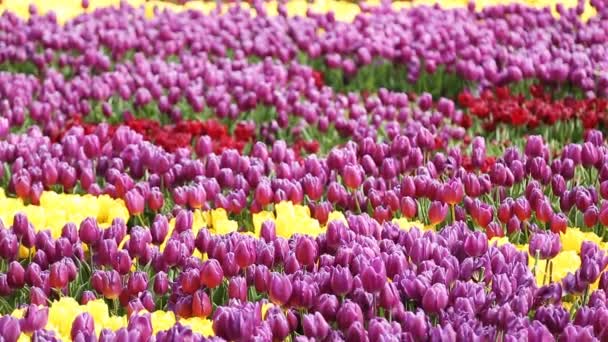 Ροζ, κίτρινο, κόκκινο τουλίπες στον κήπο της πόλης Κωνσταντινούπολη - Πλάνα, βίντεο