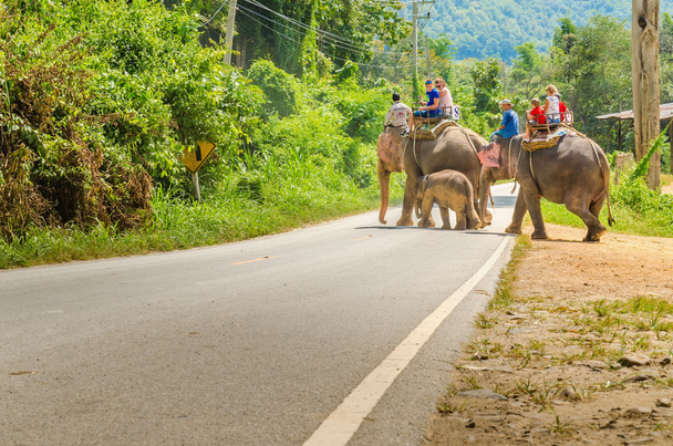 Ελέφαντας βόλτα στο χωριό Chiang Mai, Ταϊλάνδη - Φωτογραφία, εικόνα