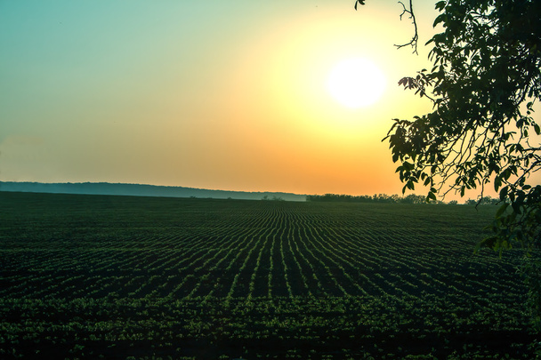 Sunset over the field - Фото, зображення
