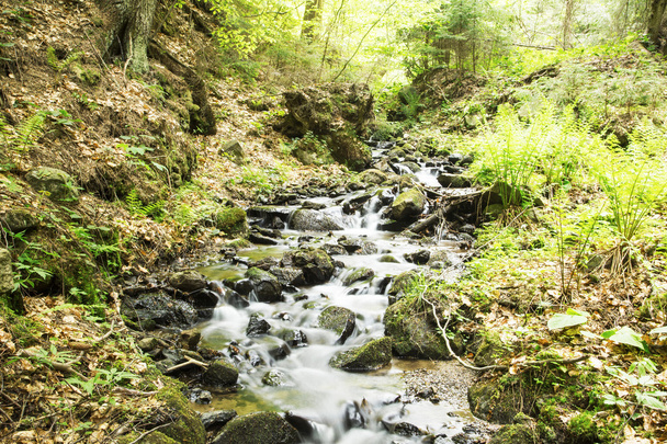 Дикий ручей в лесу, дикая природа с цветущими кри
 - Фото, изображение