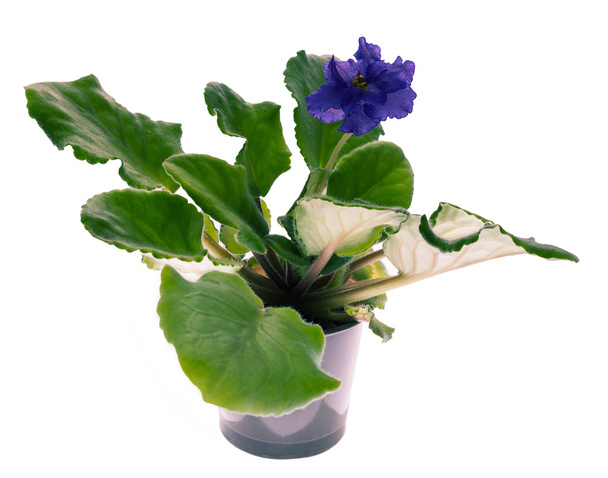 Violettes blssom
 - Photo, image