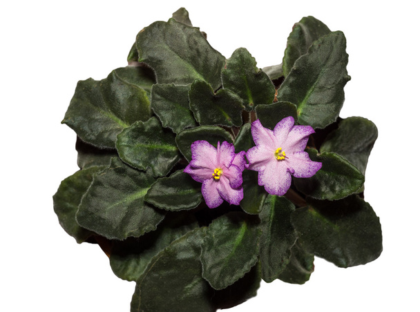 violetas blssom
 - Foto, Imagem