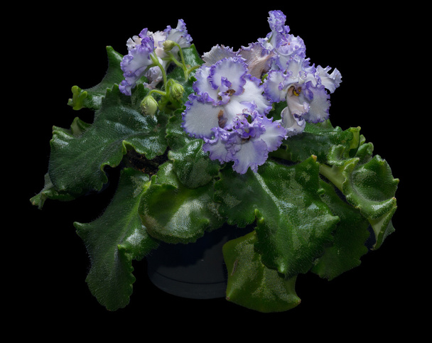 Violettes blssom
 - Photo, image