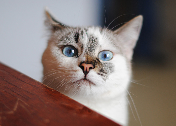 grappige kat gezicht - Foto, afbeelding