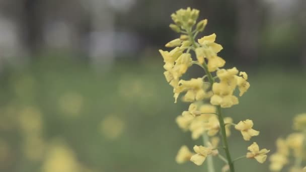 Gele bloem slingerbewegingen in de wind - Video