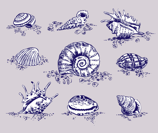 Beach shell - Vetor, Imagem