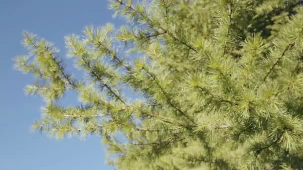 Rüzgara karşı hareket çam ağaçlarının dalları - Video, Çekim