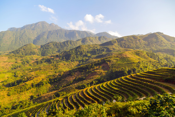 Рисовые поля на террасах Вьетнама
 - Фото, изображение