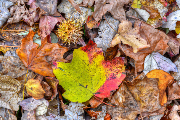 Folhas de Outono - Foto, Imagem