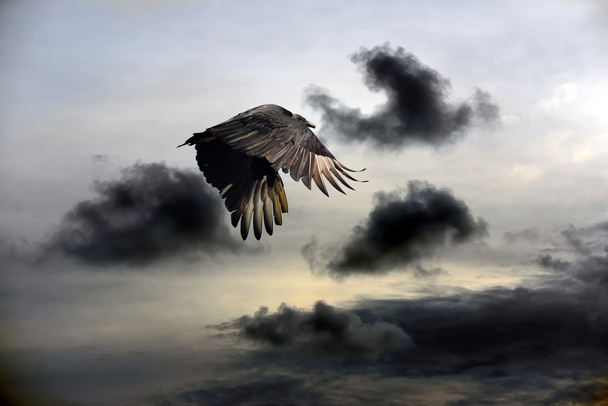 Ciel vautour
 - Photo, image