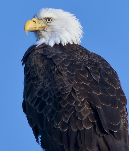 Bald Eagle szépség - Fotó, kép