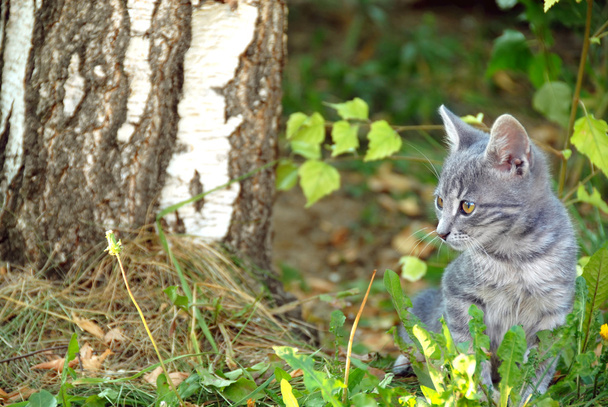 šedá kočka portrét venkovní - Fotografie, Obrázek