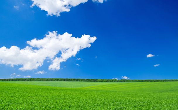 Green field and blue sky - Foto, Imagem