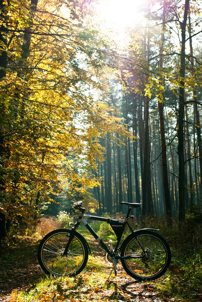 велосипед
 - Фото, зображення