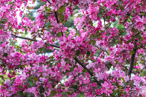 pink sakura flowers background - Φωτογραφία, εικόνα