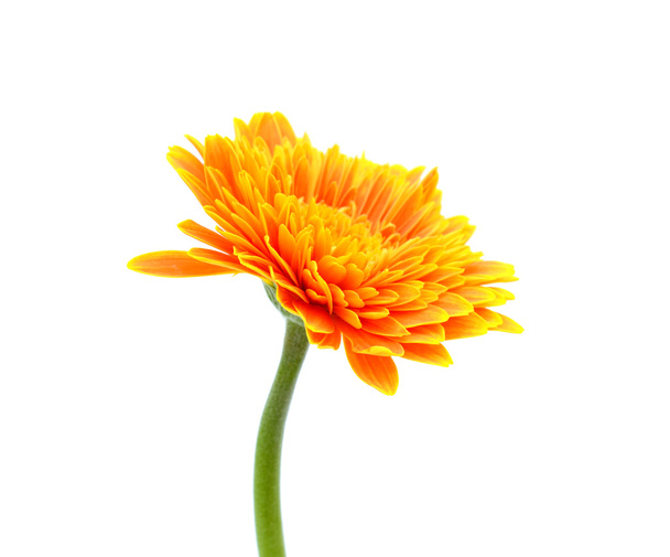Gerbera orange fleur
 - Photo, image