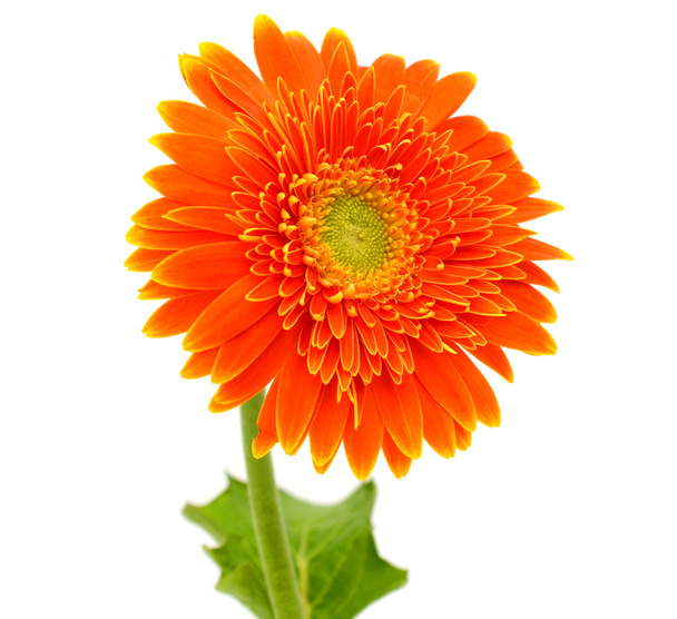 Flor de gerberas naranja
 - Foto, Imagen